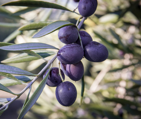 Aceitunas de Pegalajar