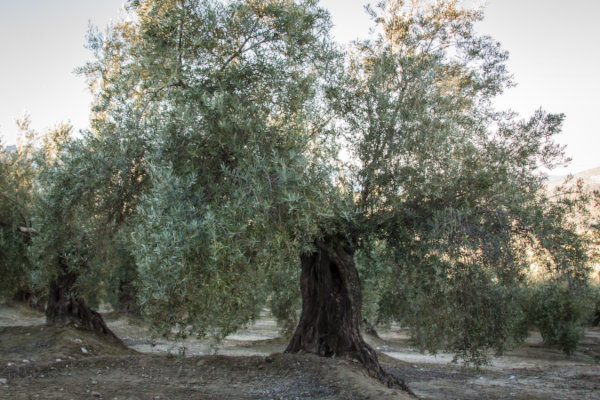 Olivar de montaña
