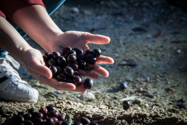 Recogida manual de aceitunas